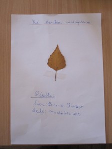 Voici la page du bouleau verruqueux rédigée par Alice pour son herbier.